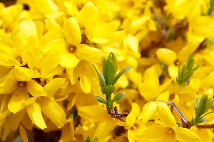 Популярні види квітів жовтого кольору