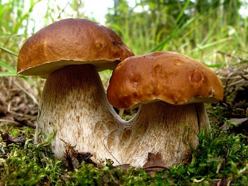 https://woodstar.com.ua/images/beliygribrasprostranennievidiopisaniesro_12C5E275.jpg