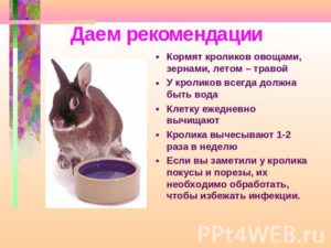 Чи їдять декоративних кроликів