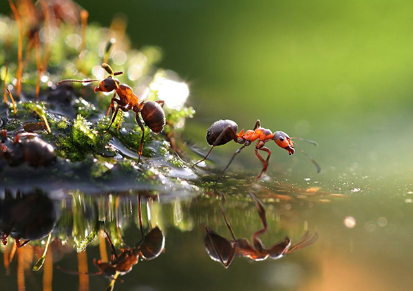 Природні аборигени: популяції мурах у міських умовах