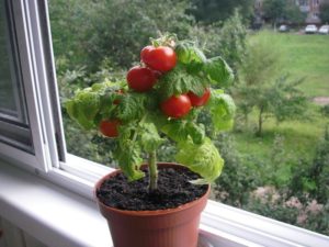 Переваги висаджування томатів в 