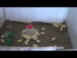 Догляд за курчатами впродовж перших тижнів їх життя