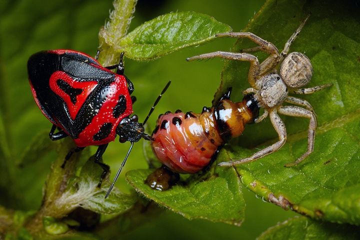 Які рослини вживає в їжу колорадський жук?