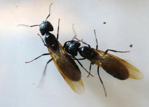 Основні причини появи мурашок з крилами