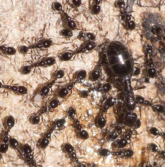 Ефективні способи боротьби з мурашками з крилами