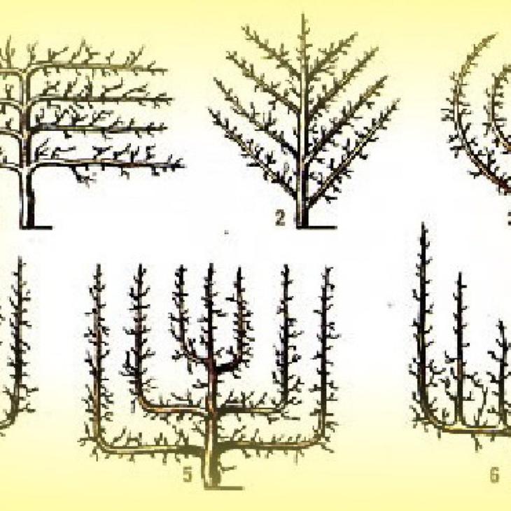 Формирование дерева. Формировка груши Пальметта. Формировка актинидии. Актинидия обрезка осенью схема. Формирование кустовидной кроны яблони.