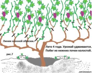 Схема обрізки винограду: пасинок та підв'язка