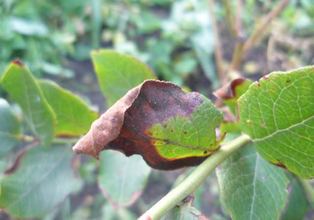 Методи боротьби з хворобами груші на листі