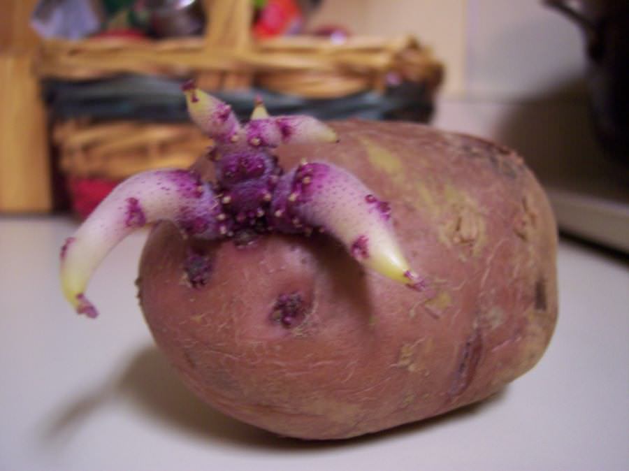 Яровизация картофеля перед посадкой в домашних. Картошка с ростками. Пророщенный картофель. Картофель с отростками. Проросший клубень картофеля.