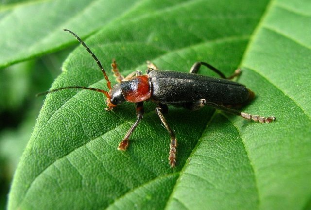 Боротьба з чорними жуками на городі