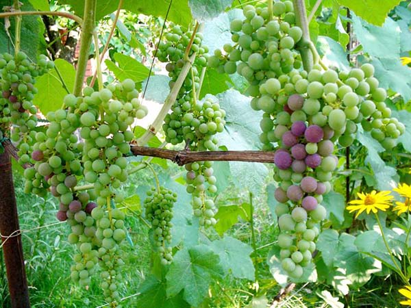 Полив винограду в різних фазах росту