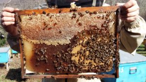Що таке відводки бджіл?
