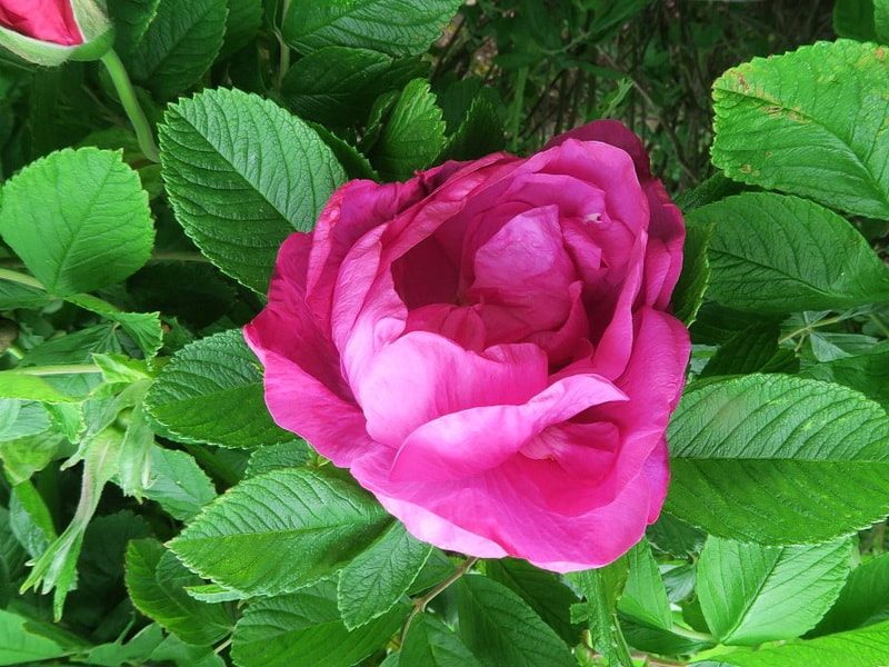 Рада сорта рози - справжня дива природи