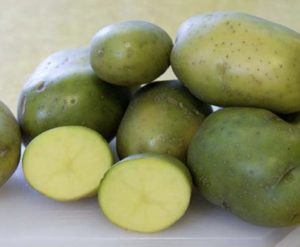 Властивості речовини Солонін