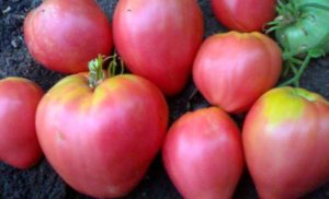 Технології вирощування томатів