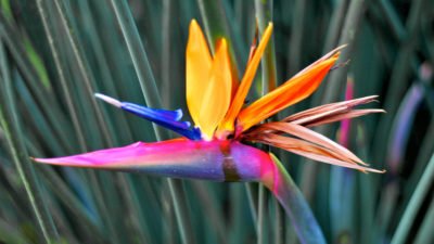 Квітка райська пташка: опис, культивація і головні особливості