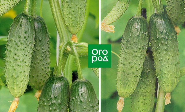 Огурцы Изумрудная Сережка Отзывы Фото